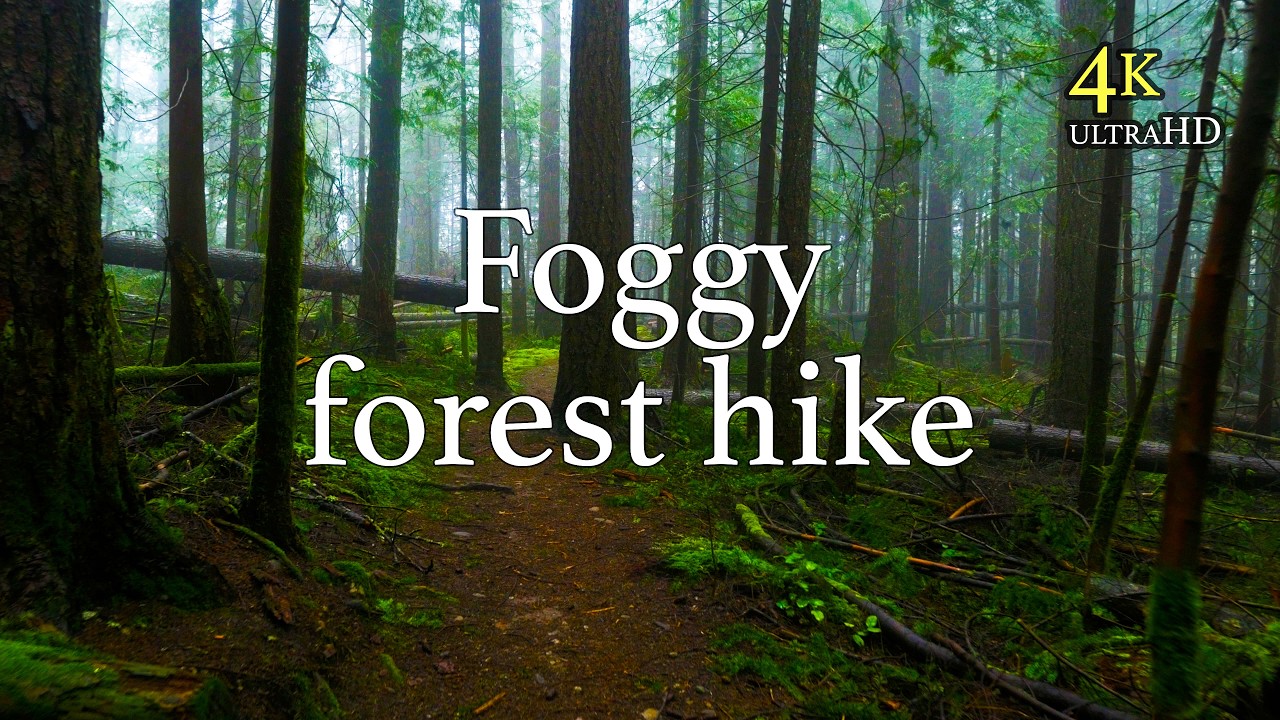 Foggy PNW Forest Hike to Raging River Bridge | 4K Virtual Hike