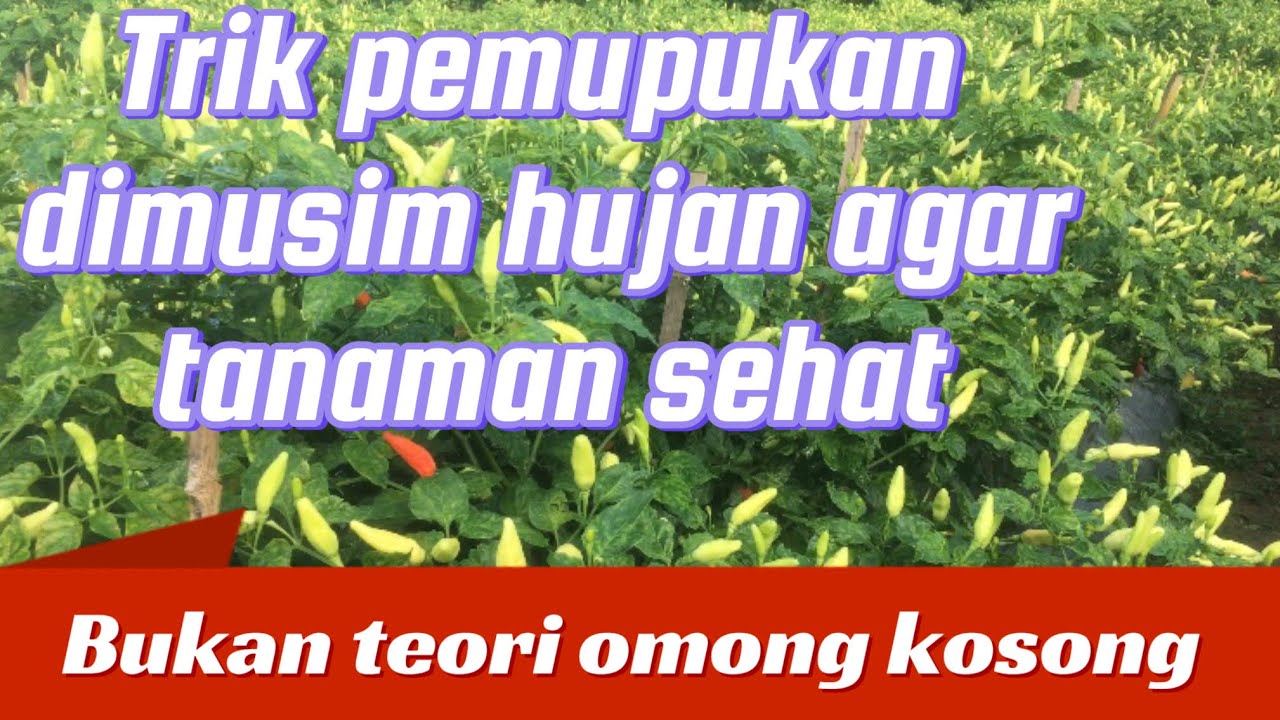 Trik pemupukan di musim hujan,tanaman tetap sehat berbuah lebat