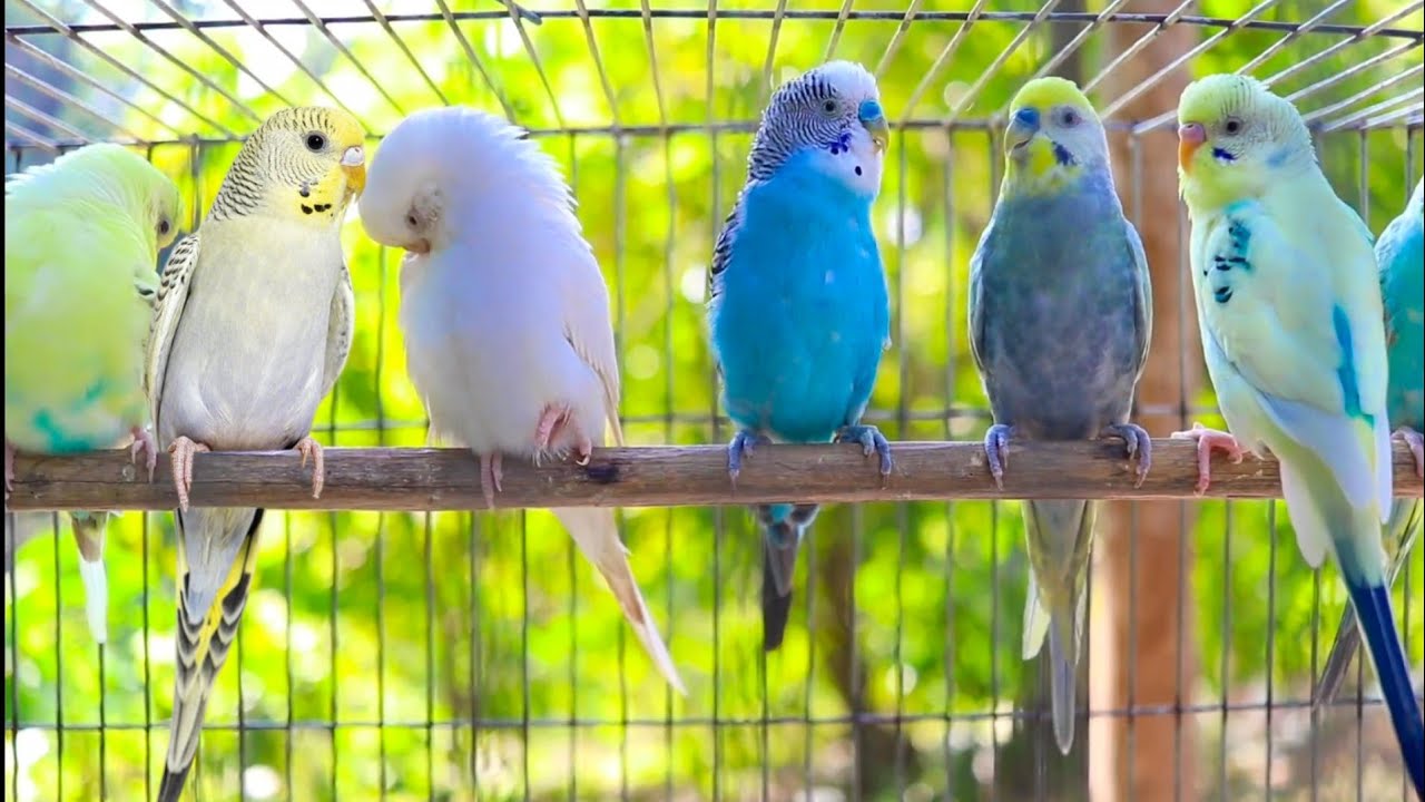8 Hr Help Quiet Parakeets Sing by Playing This, Cute Budgies Chirping. Help Depressed lonely Birds