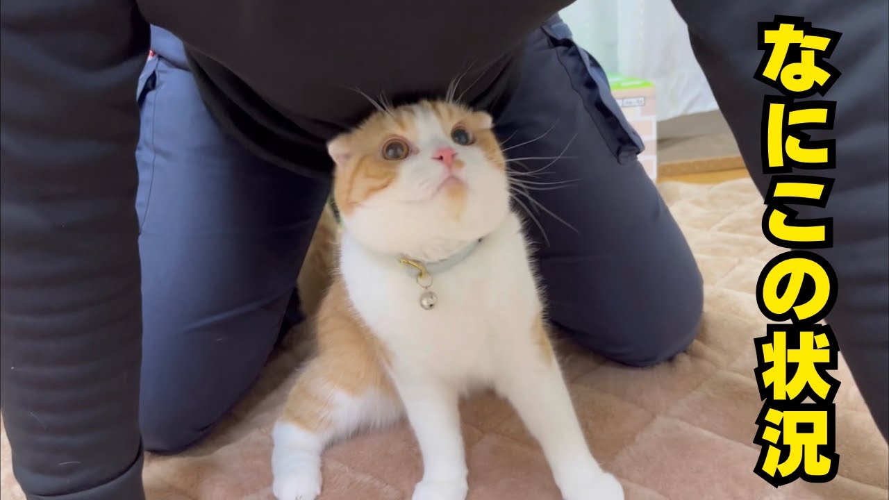 なにこの状況…？服で遊ぶ猫が可愛すぎた！