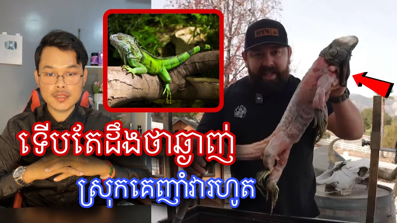 ឃើញគេចាប់ឡើងទំនង តោះមកស្គាល់សត្វiguanaដែលសម្បូបំផុតក្នុងខែនេះ l Mr.Veasna2