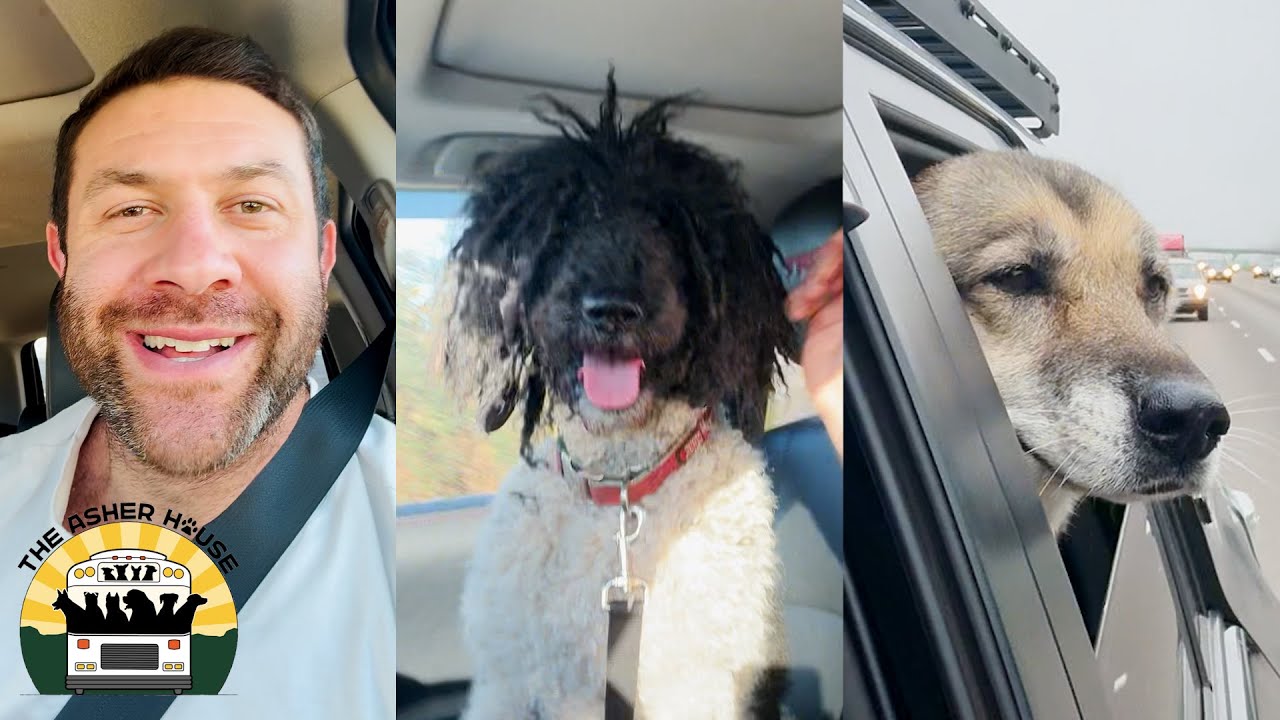 A massive rescue day! 3 cats, 3 dogs, a rabbit and a pig | Lee Asher