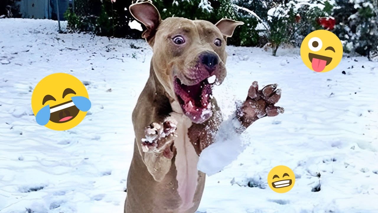 Над этими собаками невозможно перестать смеяться 🤣 Самые смешные собаки на видео 2026 года #61