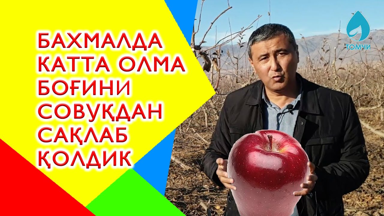 ОЛМА БОҒИНИ ҚИШДАН ОЛИБ ЧИҚИШ