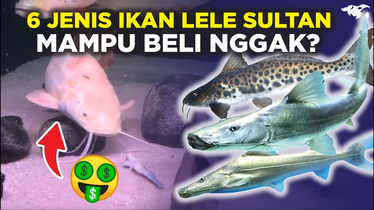 INILAH 6 JENIS IKAN LELE CATFISH PREMIUM KELAS SULTAN, GIOVANDI SUHENDI & IRFAN HAKIM ADA IKAN INI?