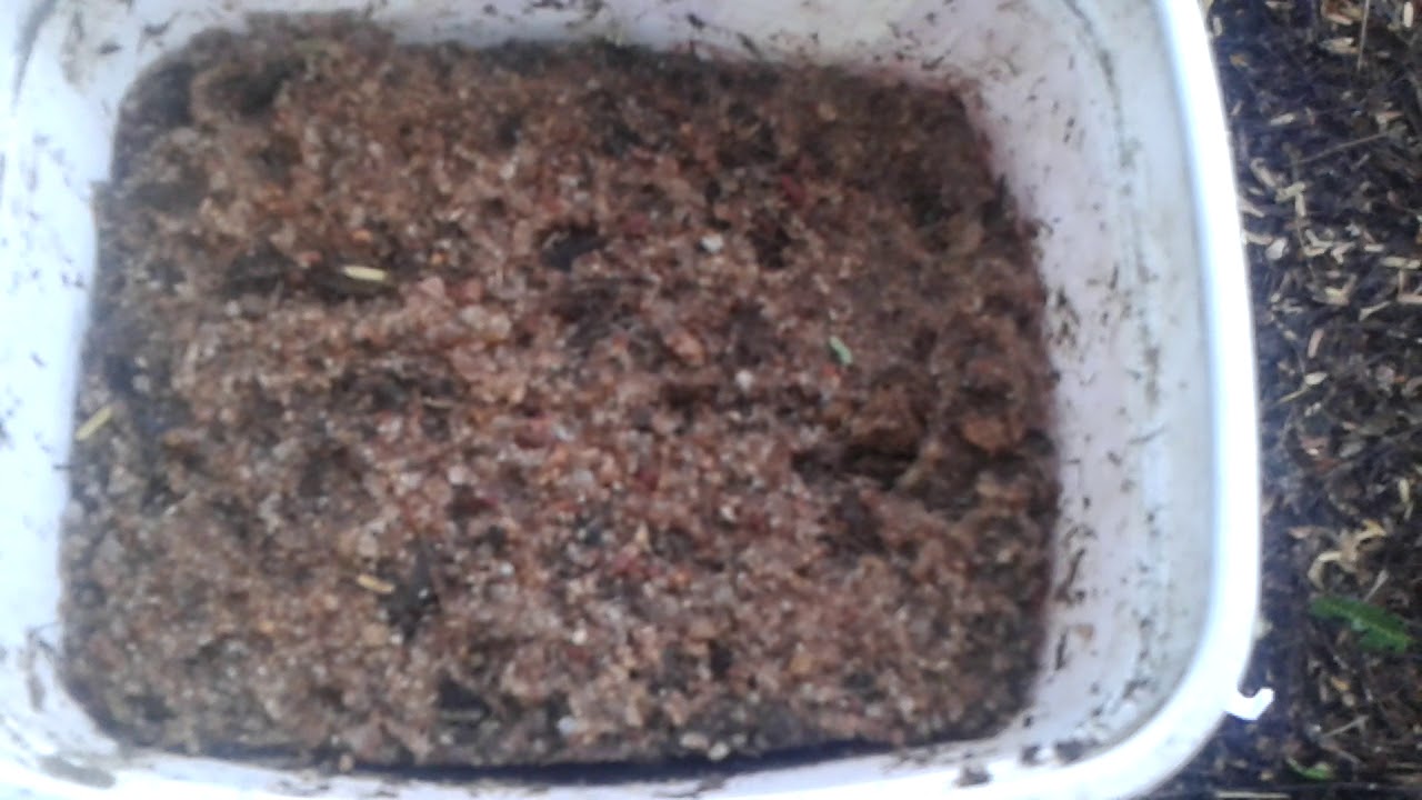 Plantado cinco sementes de cannabis sativa