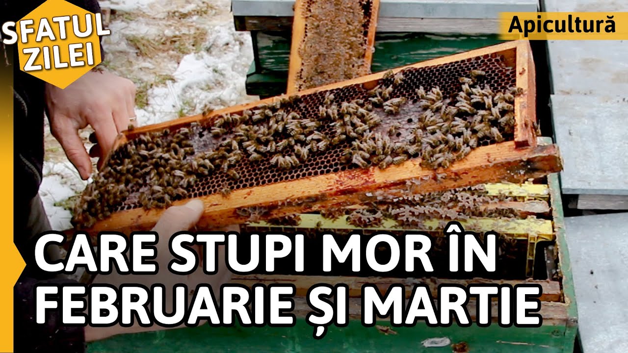 CARE STUPI MOR ÎN FEBRUARIE ȘI MARTIE? [Sfatul Zilei]