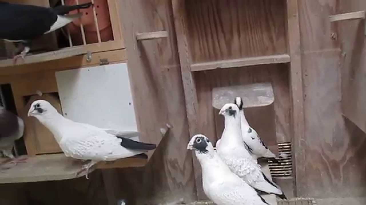 Mfatal dewlap pigeons, Pennsylvania