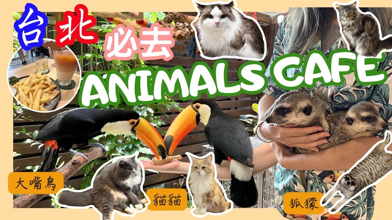 【台灣台北🇹🇼EP03】肉球森林🌿💕｜台北必去動物cafe✨｜餵大嘴鳥｜獅子王丁滿(狐獴)｜Chill多貓貓🐱｜2023｜Taipei Animals Cafe｜Toucan Meerkat Cats
