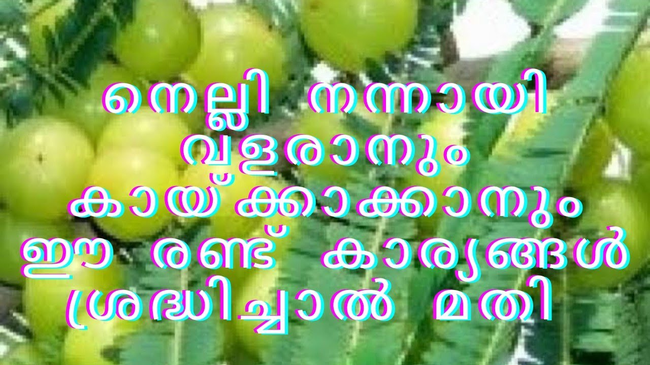 നെല്ലി നന്നായി വളരാനും കായ്ക്കാനും ഈ രണ്ടു കാര്യങ്ങൾ ശ്രദ്ധിച്ചാൽ മതി #namukkumkrishicheyyam