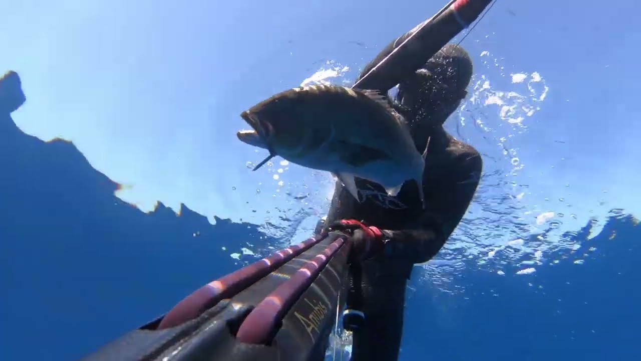 Spearfishing Greece - Corfu - Dusky Grouper 8kg, Dentex 3,9kg