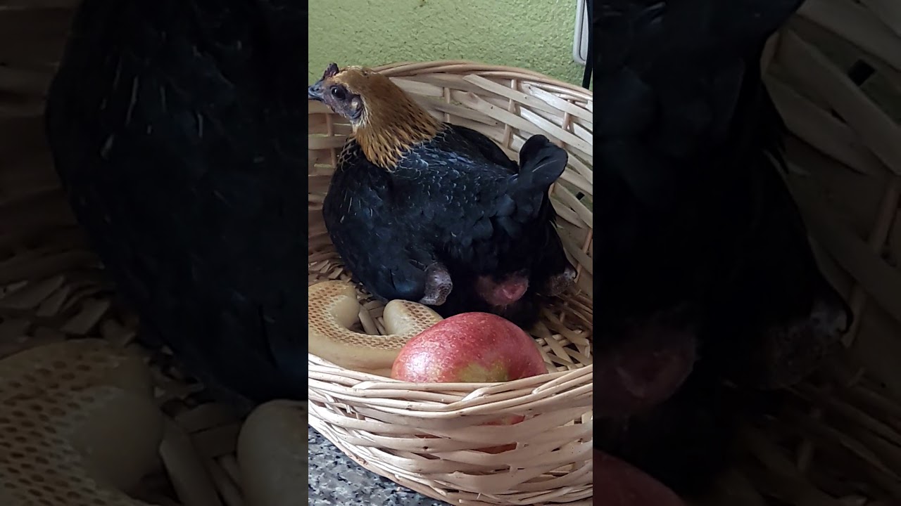 Huhn legt Ei zu Nina Hagen 😍Chicken layes an egg