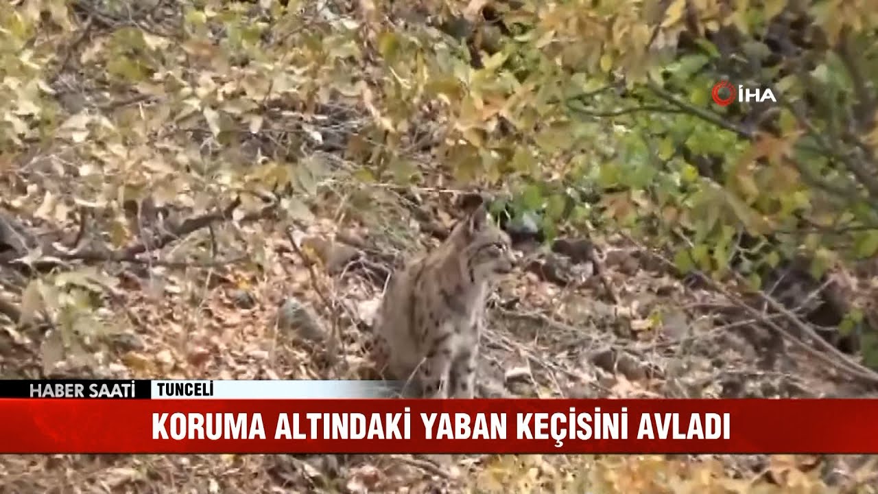 Kırmızı listedeki vaşak dağ ke&ccedil;isi avlarken g&ouml;r&uuml;nt&uuml;lendi