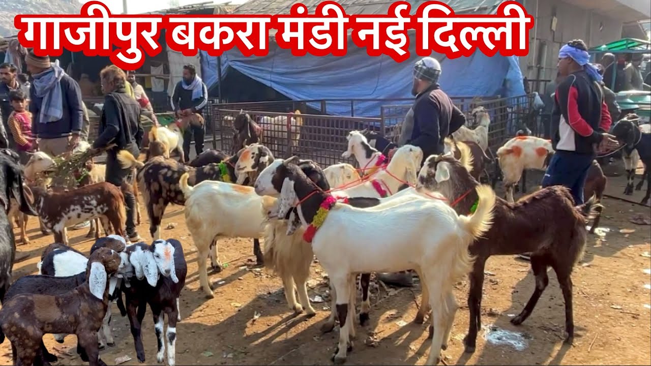 Gazipur Bakra Mandi || New Delhi Live Update With Prices 8 January 2025