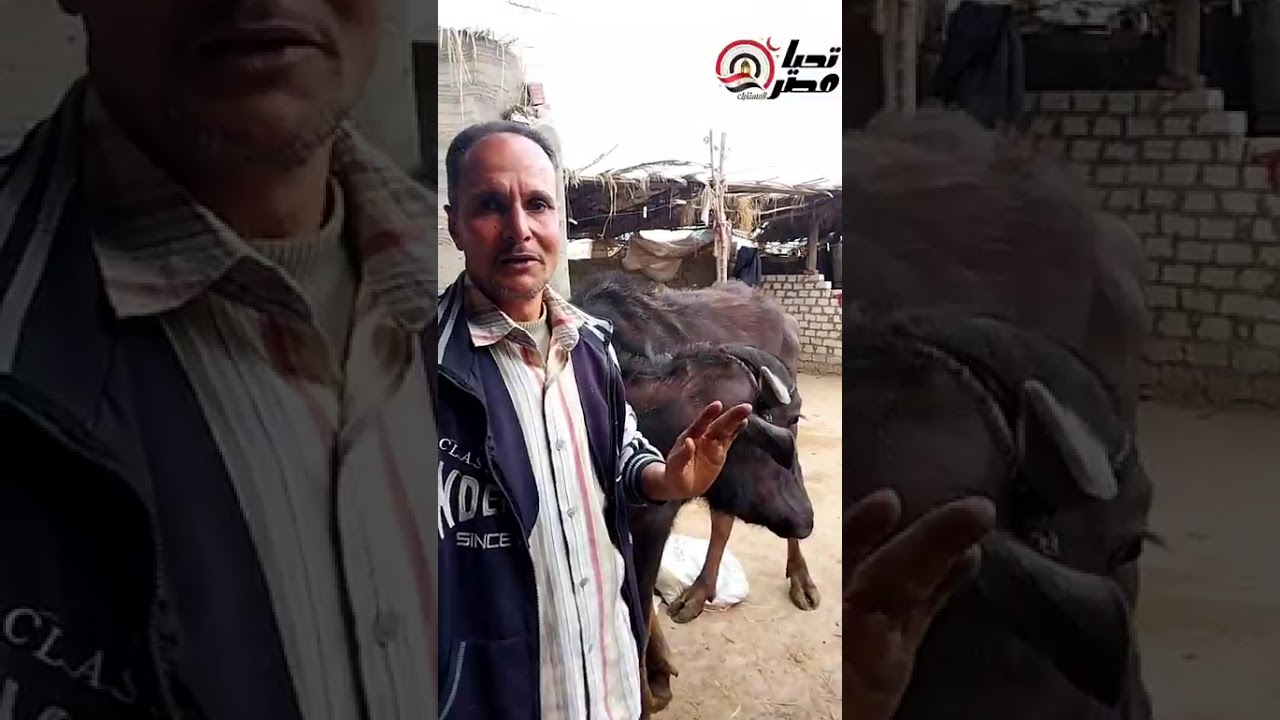 عملوا زفة لـ عودة الجاموسة .. أول ظهور لـ صاحب الفيديو التريند