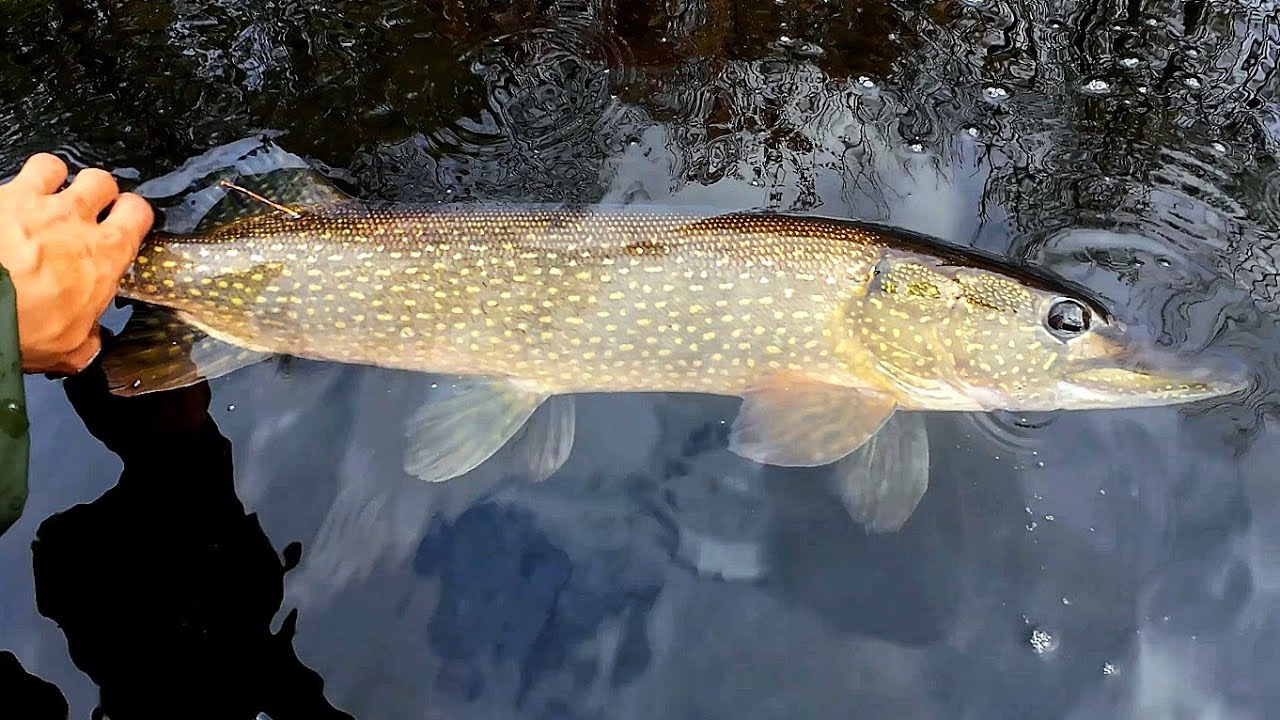 Canoe Fishing in October - Pike and Pickerel