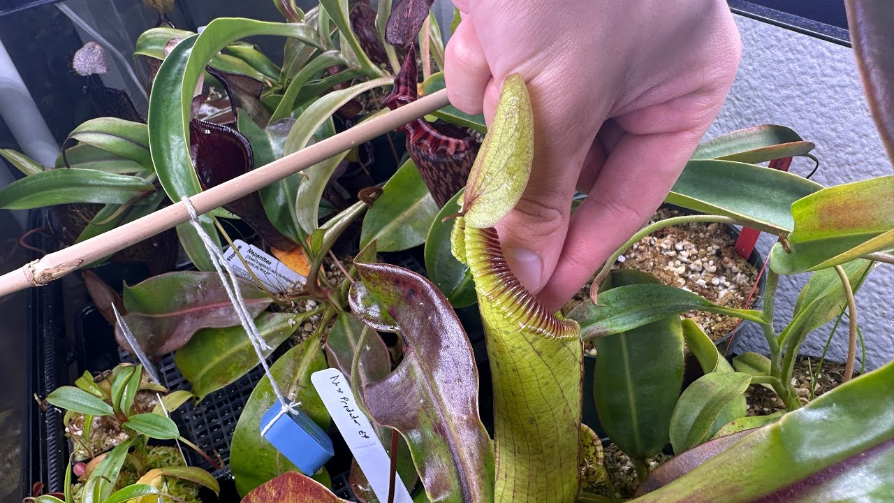 How to Fertilize Nepenthes (Pitcher Plant)