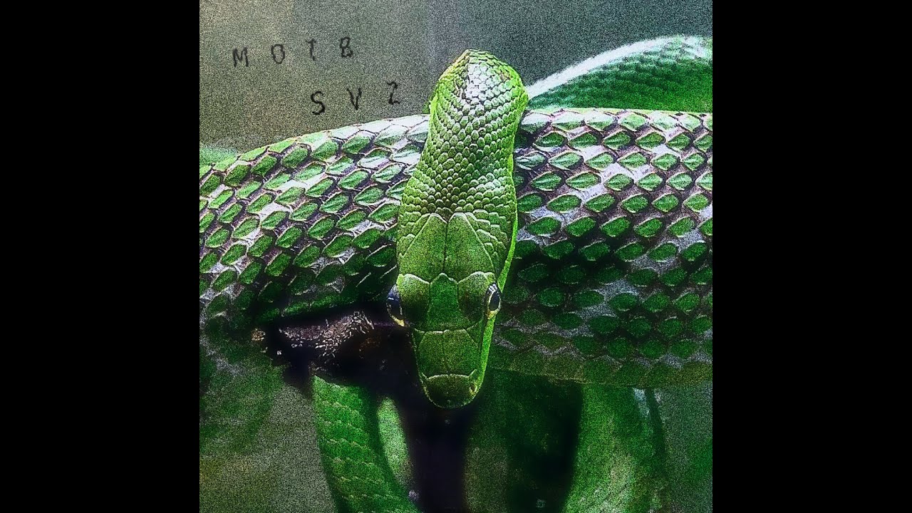 Memoonthebeat - SVZ | ستباڤلوز