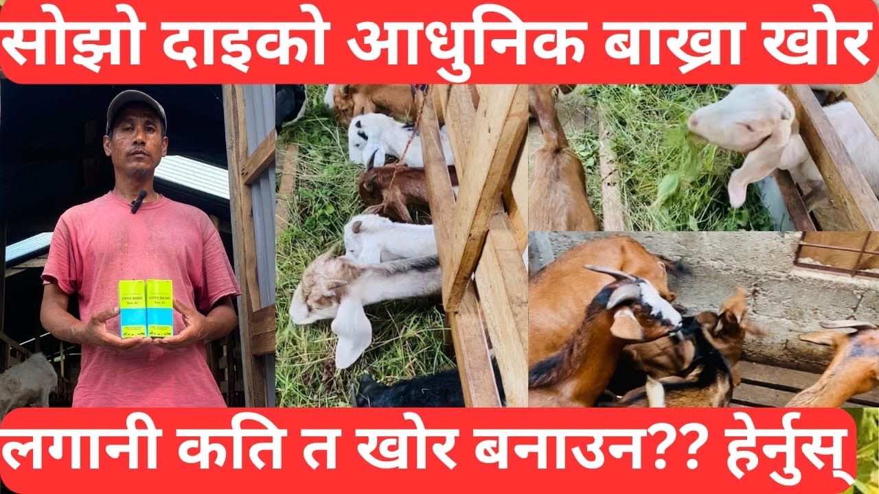स्याङ्जा चुइकुनामा सोझो दाइको आधुनिक बाख्रा  खोर  बनाउन  कति  लाग्यो होला लगानि  हेर्नुहोस |