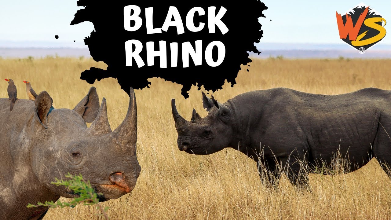 What You Need to Know About Black Rhinos: Endangered Giants