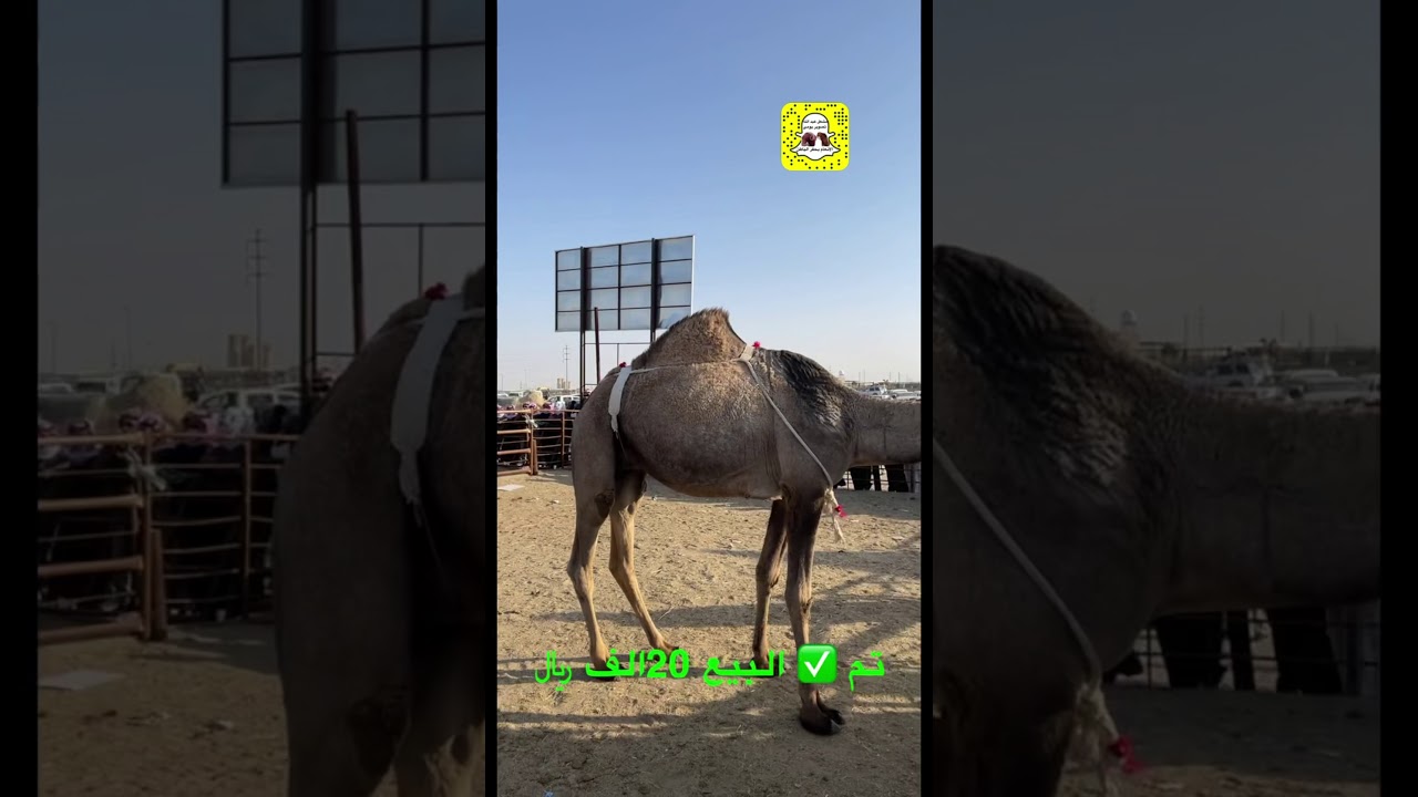 ‏حراج فيصل الميموني بحفر الباطن  😱