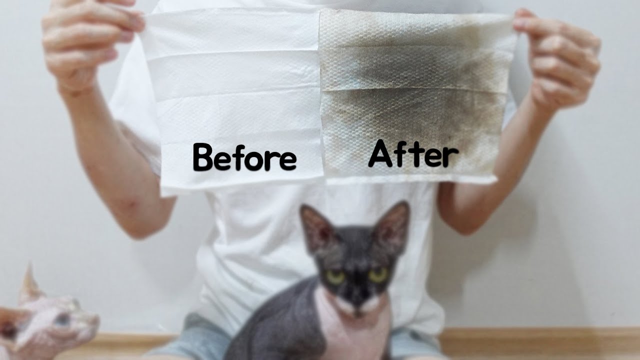 몸에서 때 나오는 스핑크스 고양이를 아시나요? Do you know any Sphynx cats where dirt comes out?