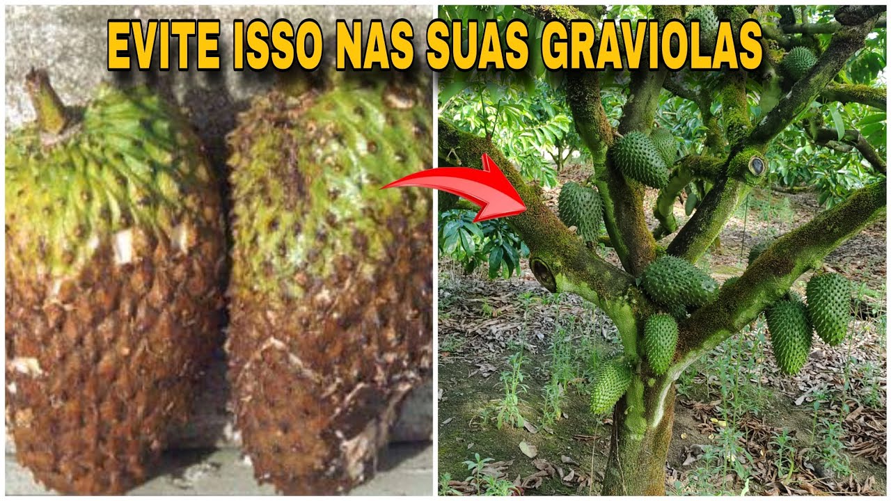 MORRIA E NÃO SABIA: Como ACABAR COM A Podridão  NAS FRUTAS DE GRAVIOLA
