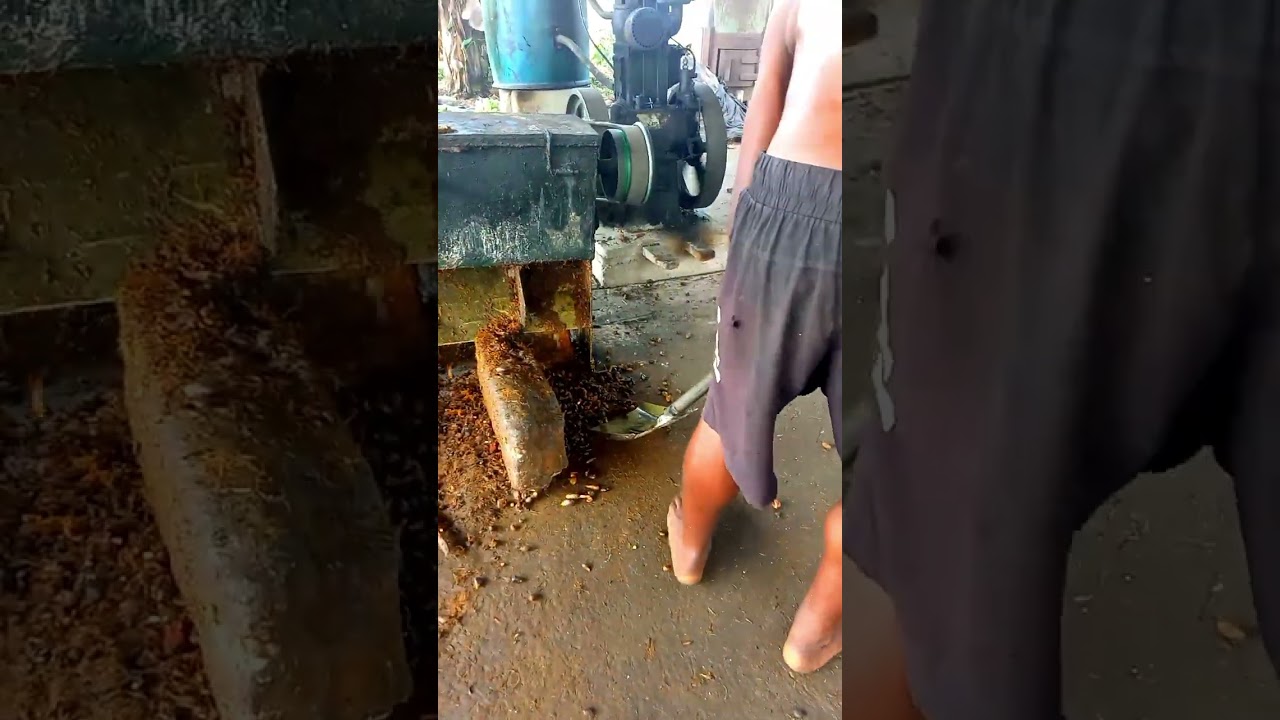 Palm oil processing