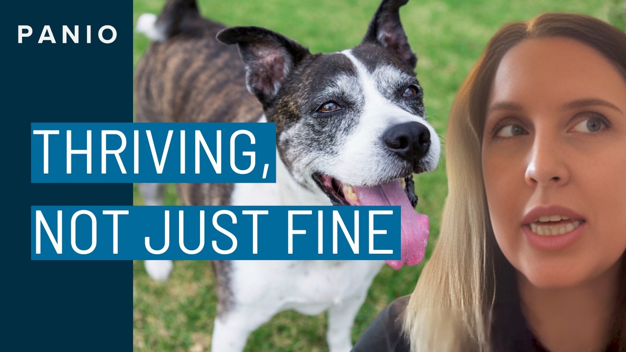 Why Whole Foods Could Improve Your Dog’s Healthspan | Dog Longevity Podcast