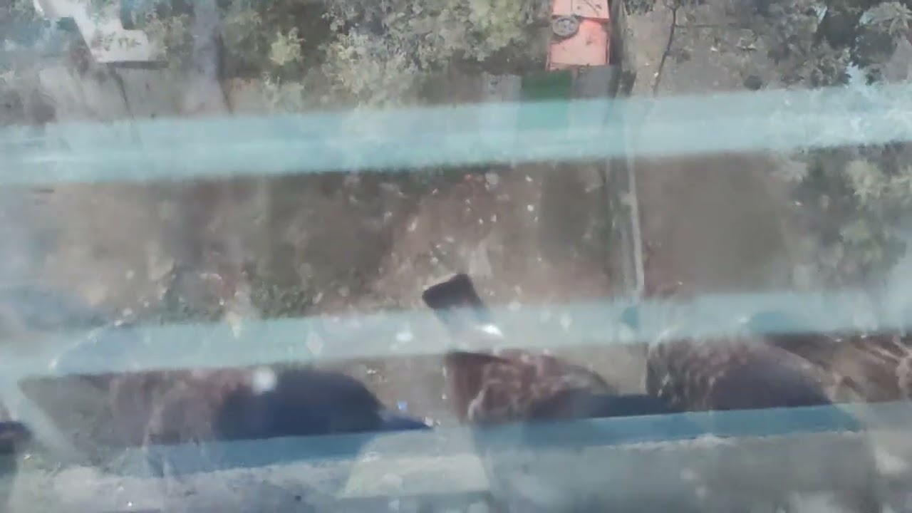 FREE BIRDS FEEDING, MORNING GUEST AT MY WINDOW. Bird feeding: part-1 @wings_of_paradise