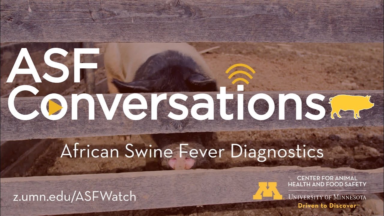 ASFConversations - African swine fever diagnostics
