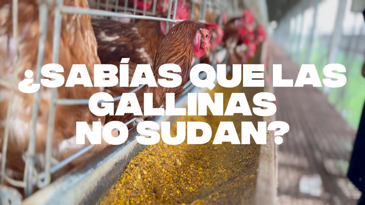 ¿Sabías que las gallinas no sudan?