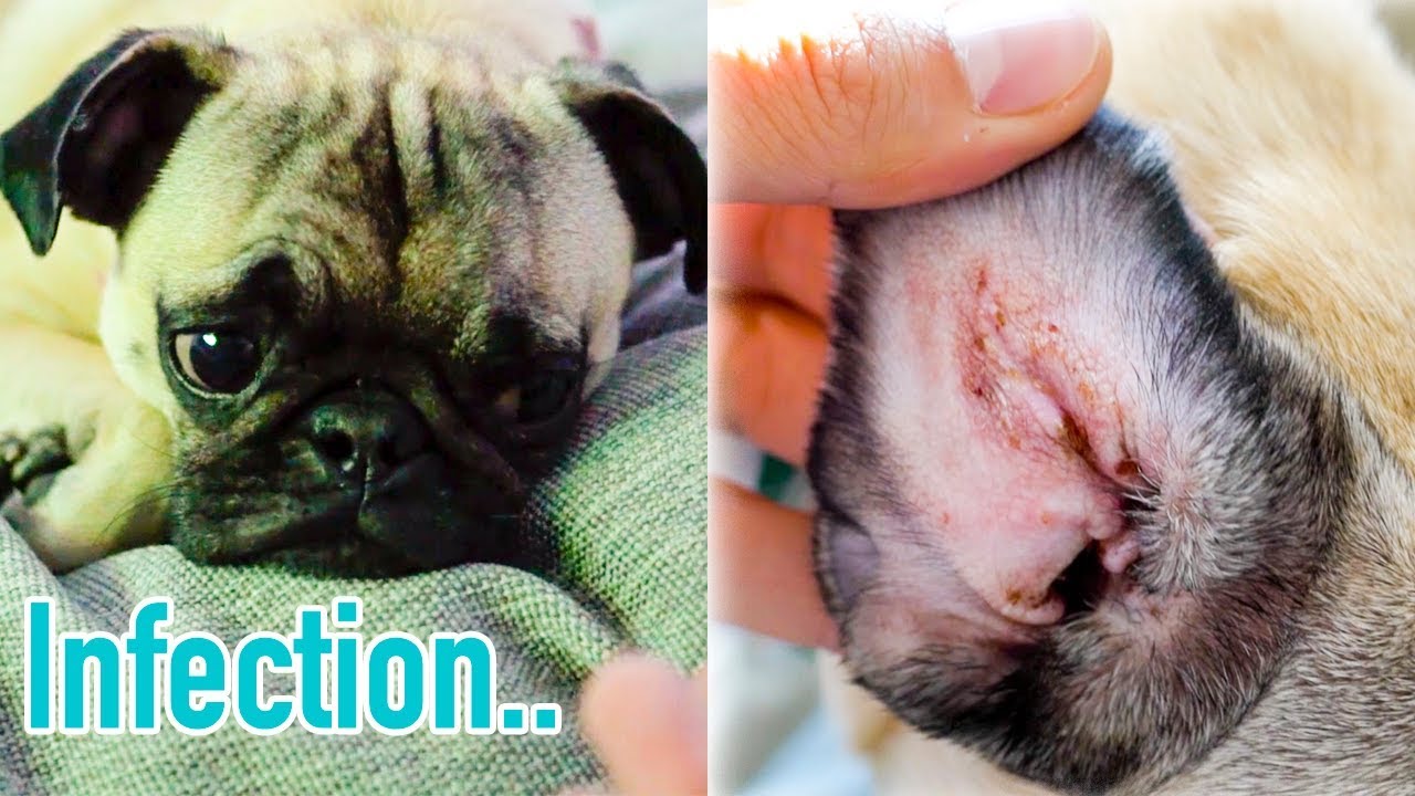 Guppy got an INFECTION!!