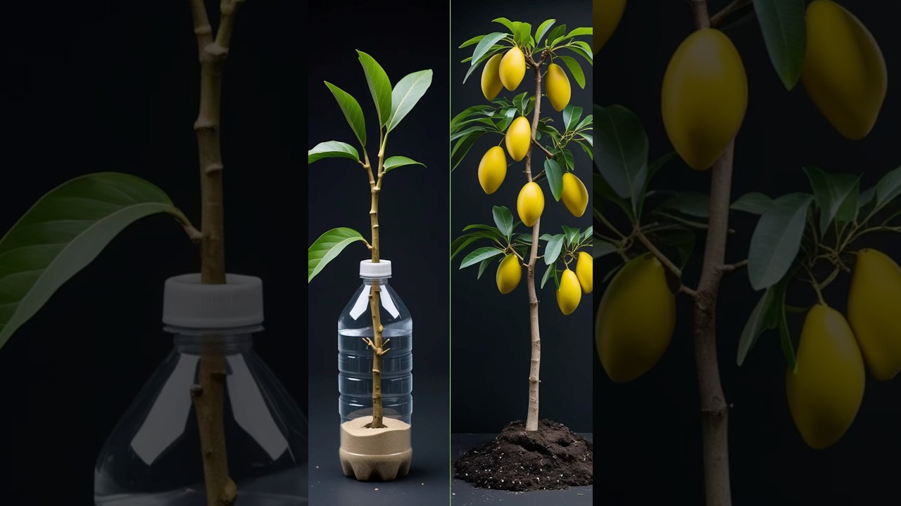 Mango Tree Propagation Made EASY! 🔥