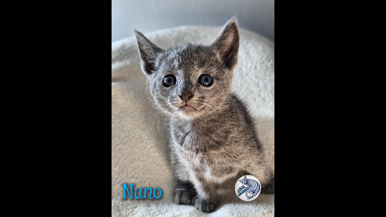 Gatito azul ruso Nuno desde que nació.