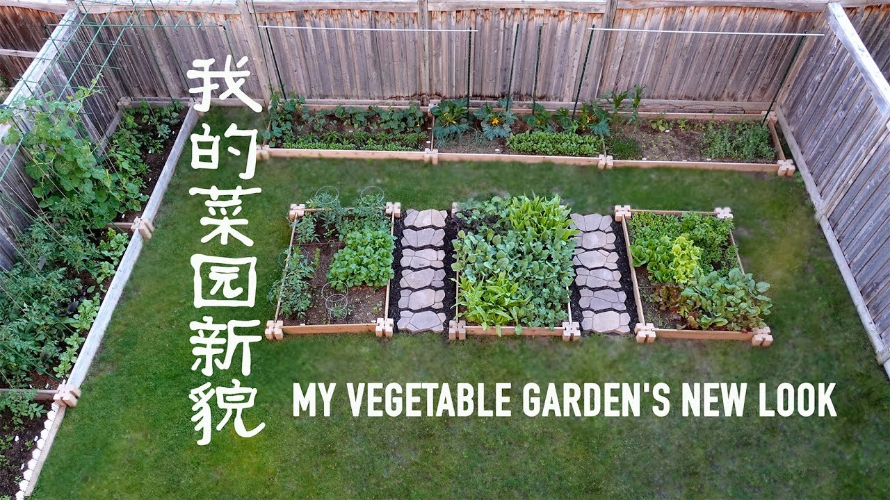 我的菜园新貌 （建菜床、搭架、炼苗、移苗、倒春寒、今天的菜园） MY VEGETABLE GARDEN'S NEW LOOK
