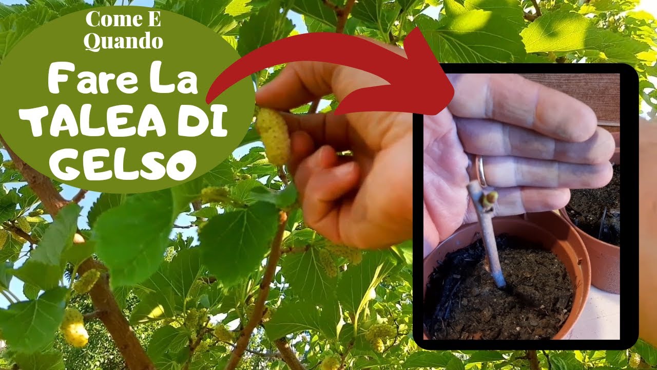 Talea Di GELSO Come E Quando Effettuarla