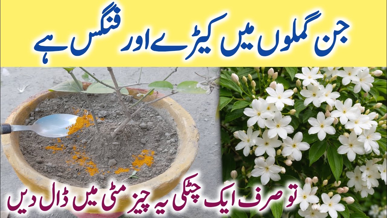 Podon ki mitti se kirron aor fungus kaise khatam kare || Best homemade organic fungicide