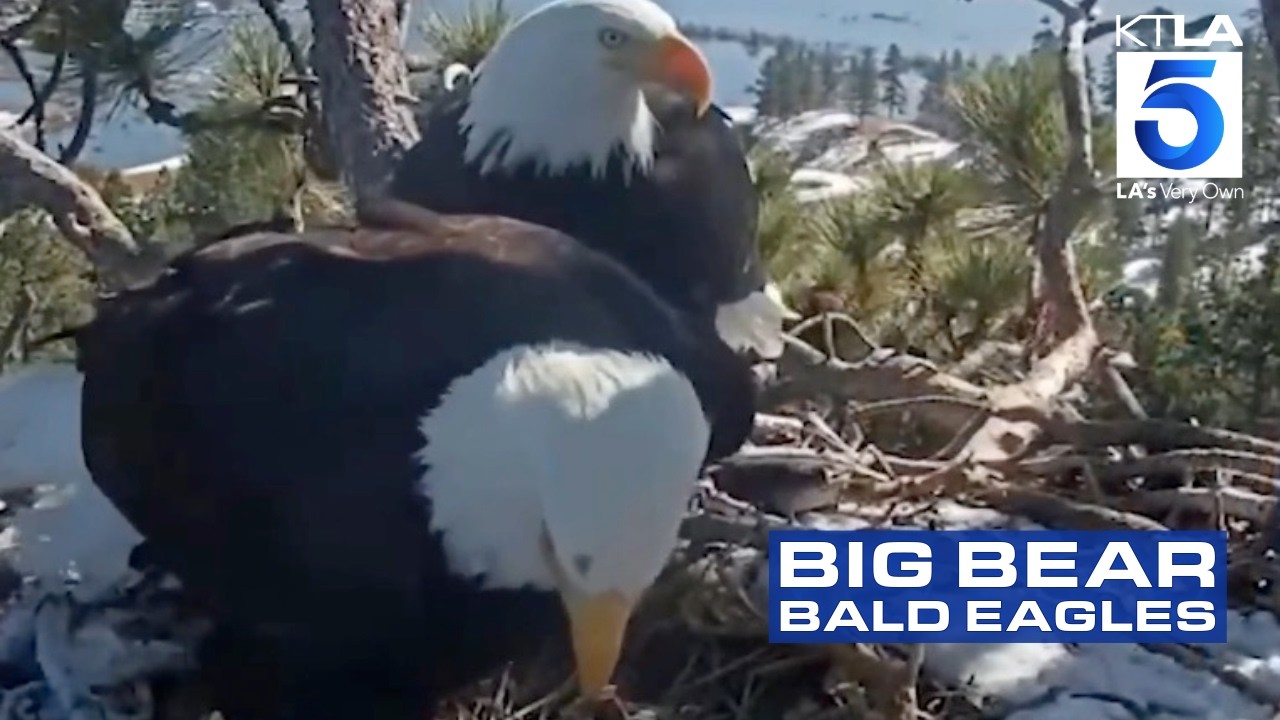 Big Bear bald eagles: From egg to first flight on live cam | Wild Animals SoCal