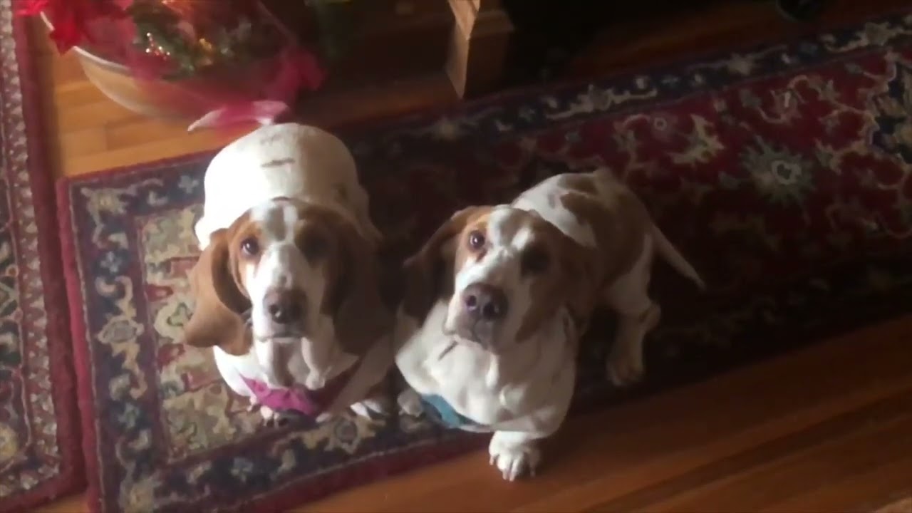 When Life Moves Fast, Be a Basset