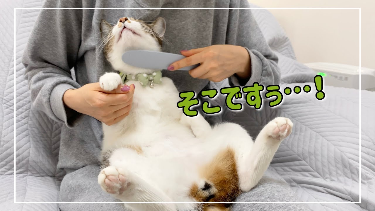 猫にねこじゃすりで全身マッサージしたらこうなりました。笑【4K猫動画】