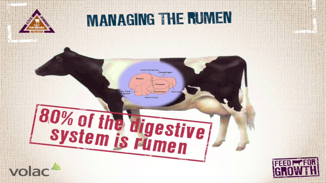 Putting Theory Into Practice - Calf Rearing - Feed for Growth