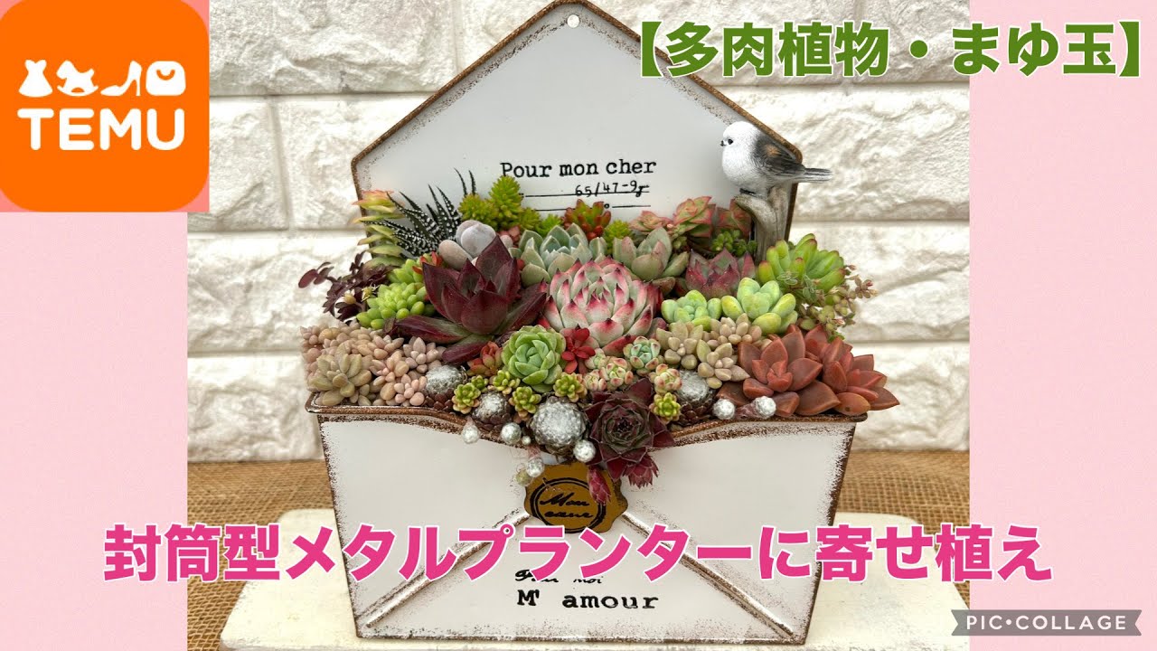 【多肉植物】TEMUで購入した封筒型の鉢に寄せ植え　　　2025.6.9