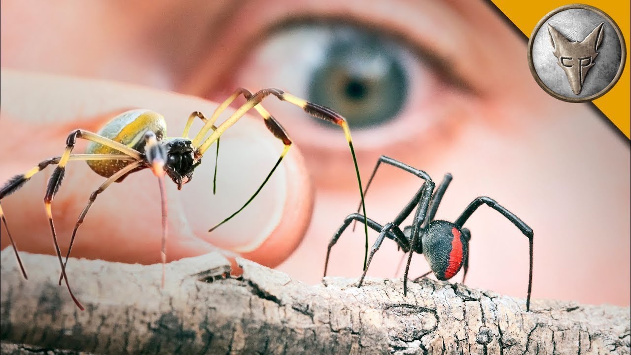 Essas Aranhas Perigosas Vão Me Picar? Deixei uma aranha gigante andar no meu braço!