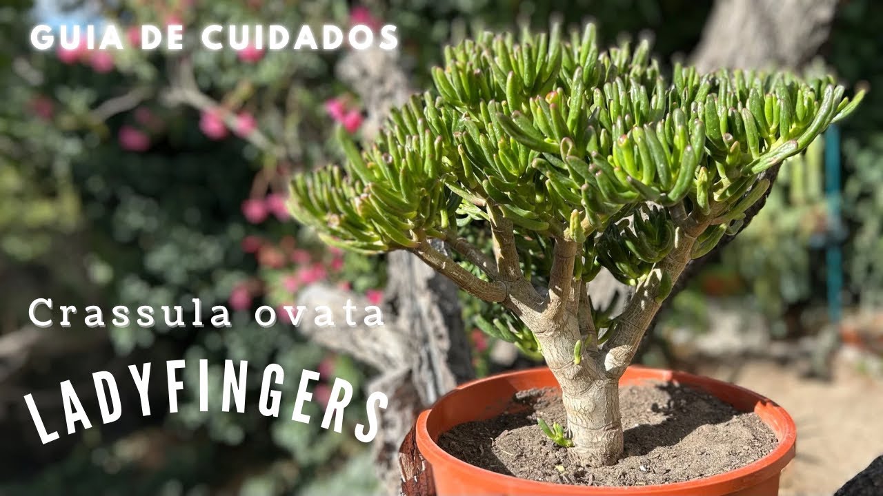 CRASSULA OVATA LADYFINGERS | Cuidados de suculenta!