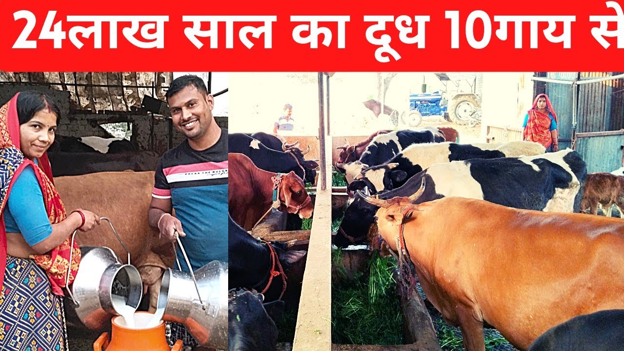 24 लाख साल का दूध 10गाय से successful dairy farm of cow #dairysolutionbysatish#