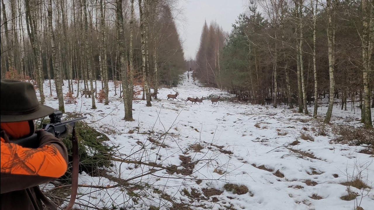 Driven Hunt  Wild Boar in Poland , The Best Moment cz.2 