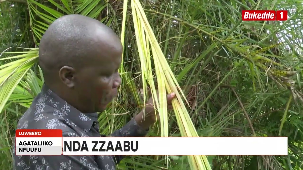 Agataliikonfuufu: Uganda Zaabu, Tuzeeyo mu kibira Nanziga, ebiriyo biwummuza emmeeme