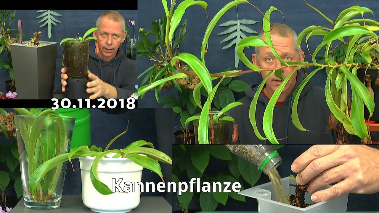 Kannenpflanze Stecklinge Vermehrung. Das Umtopfen der Nepenthes