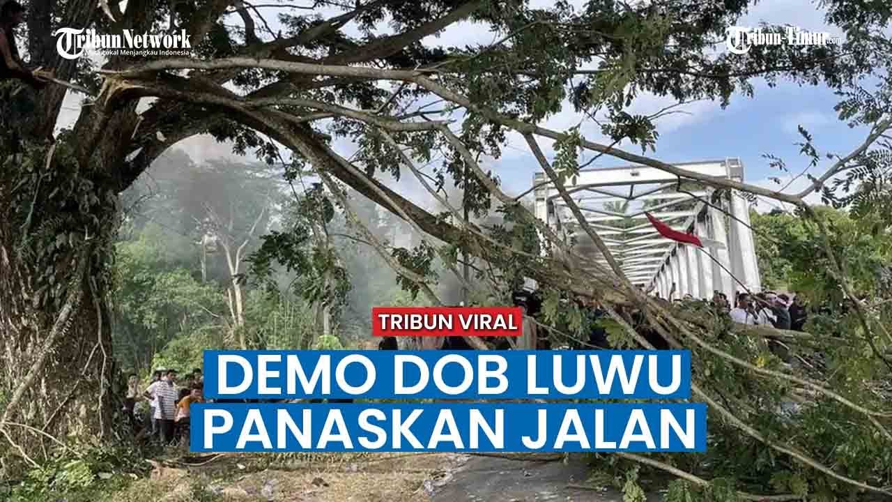 Aksi Tuntut DOB Panas, Pohon Ditebang Tutup Jalan Trans Sulawesi di Luwu